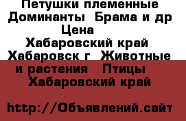 Петушки племенные Доминанты, Брама и др. › Цена ­ 900 - Хабаровский край, Хабаровск г. Животные и растения » Птицы   . Хабаровский край